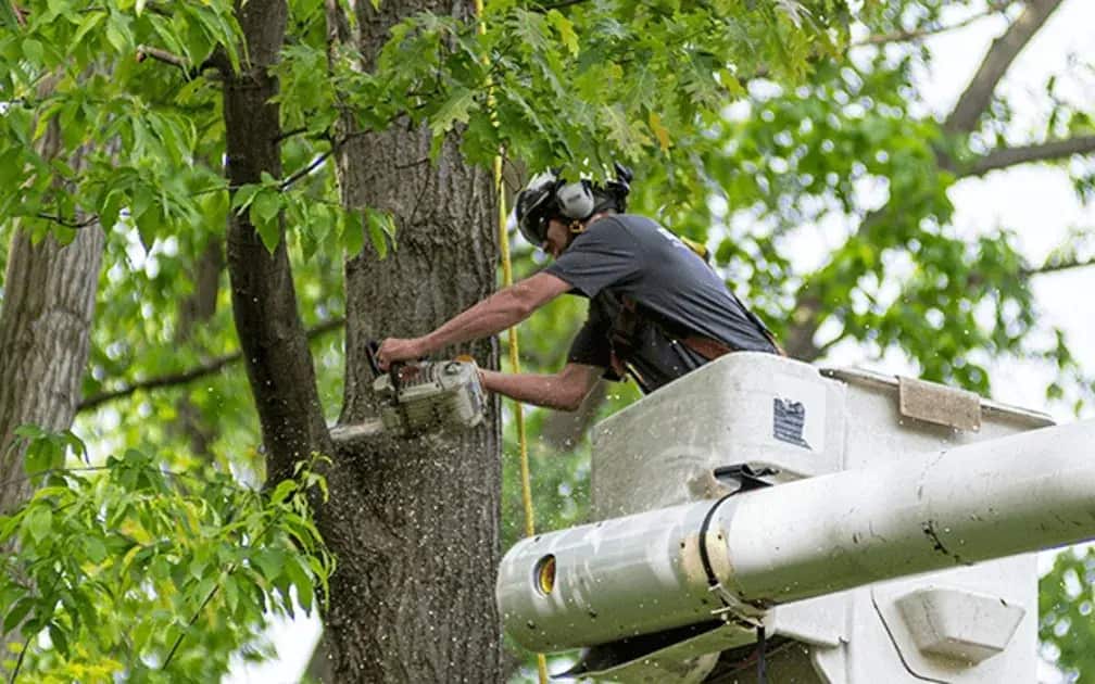 24-7 Tree Services certified arborists at work