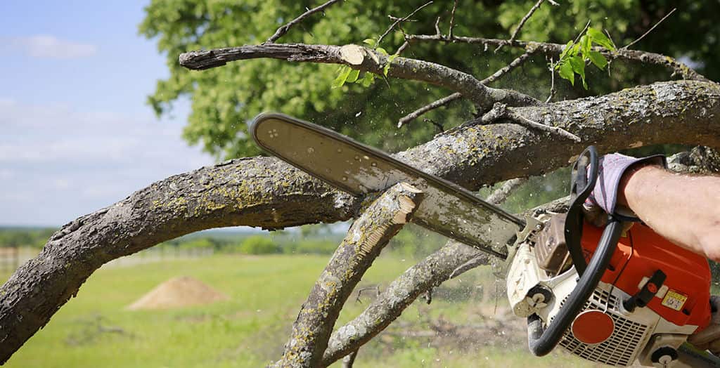 24-7 Tree Services Texas founder