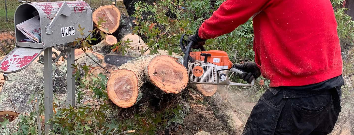 Tree removal completed job San Antonio