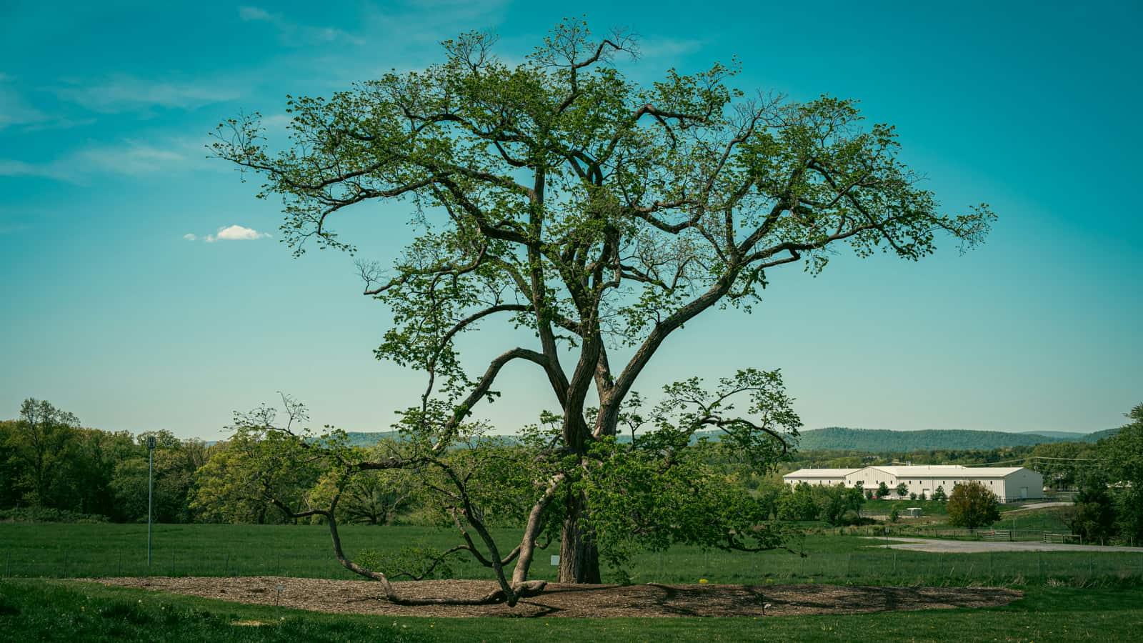 Tree trimming and pruning San Antonio