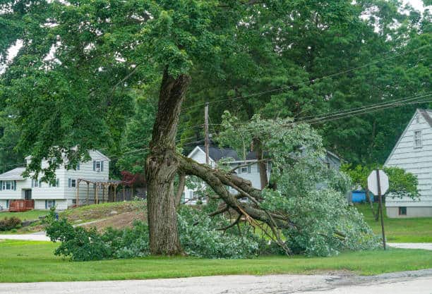 Emergency Tree Removal — 24-7 Tree Services Texas