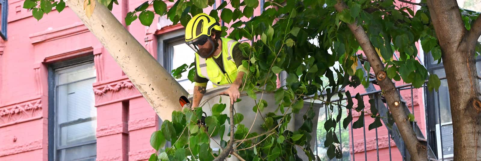 Same-Day Tree Service — 24-7 Tree Services Texas