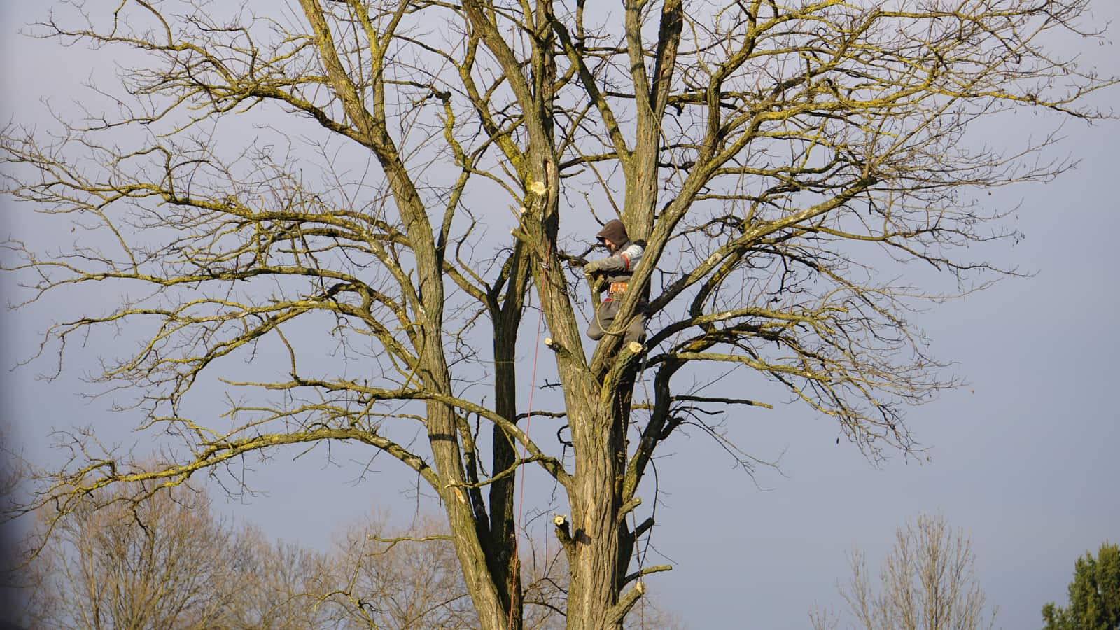 Tree Pruning — 24-7 Tree Services Texas