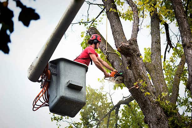 Tree Removal — 24-7 Tree Services Texas