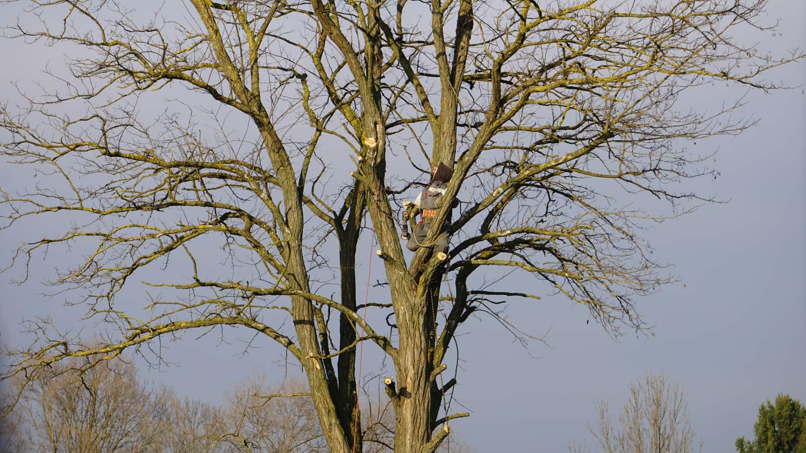 Tree Trimming — 24-7 Tree Services Texas