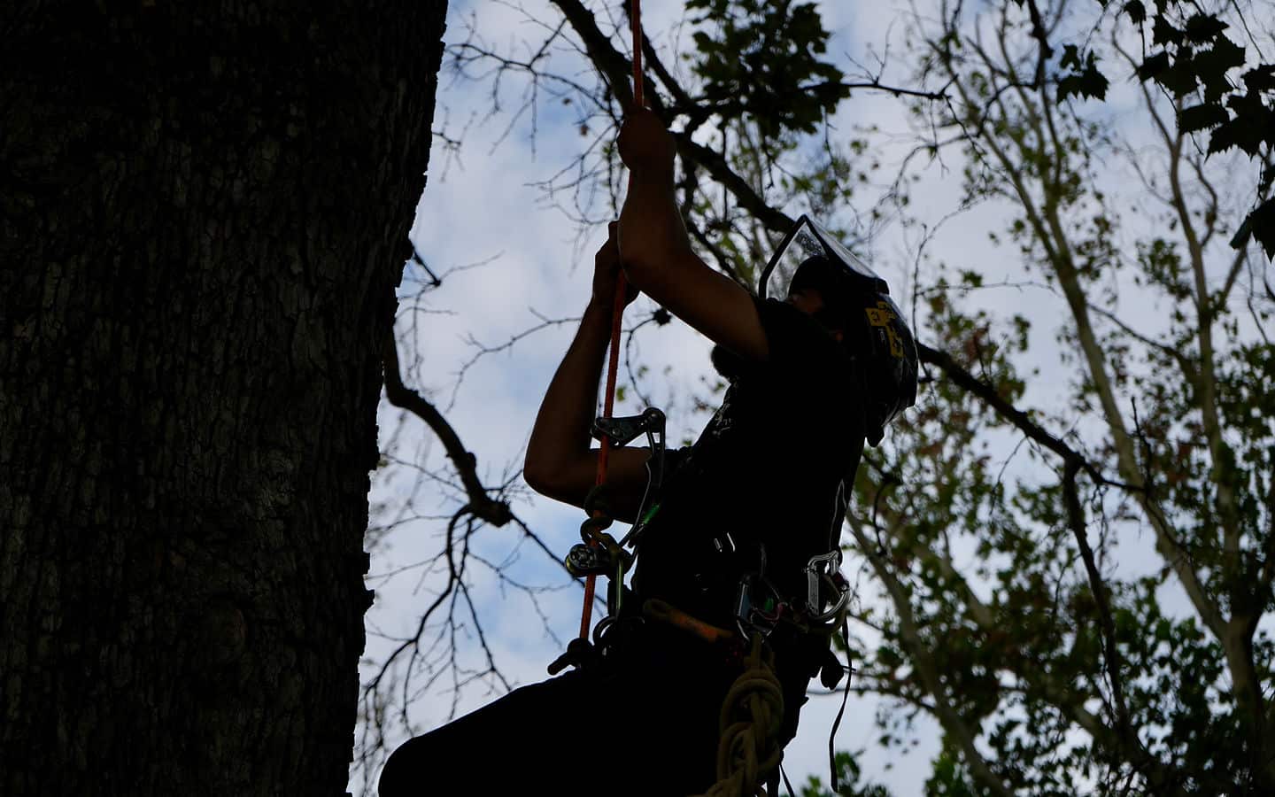Professional tree service San Antonio